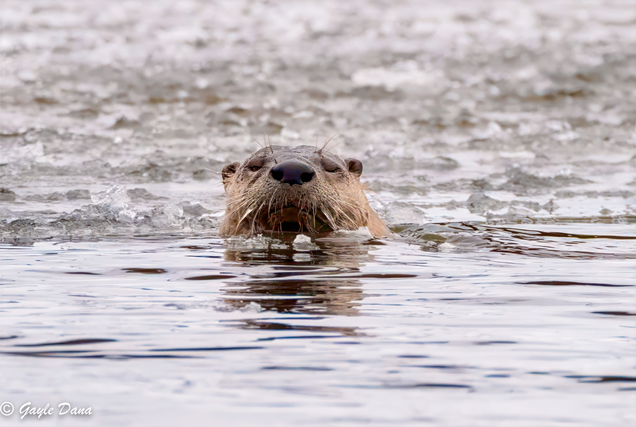 Otter head front in water